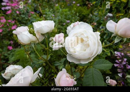 Parfum, floraison répétée, rose blanche de David Austin, 'Dessona', roses en fleur avec des bourgeons roses poussant dans un jardin à Surrey, dans le sud-est de l'Angleterre Banque D'Images