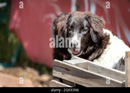 Portrait de chien de berger bulgare karakachan gros plan Banque D'Images