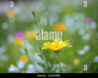 Fleur de pâquerette jaune Banque D'Images