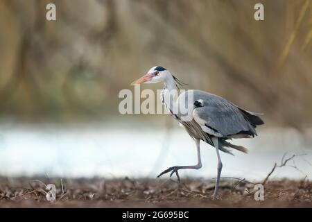 Gros plan d'un héron gris (Ardea cinerea) marchant le long d'une rive de la rivière, au Royaume-Uni. Banque D'Images