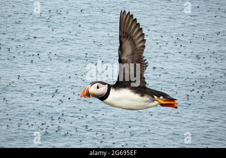 Gros plan de macareux de l'Atlantique en vol au-dessus d'une colonie de macareux dans l'eau, au Royaume-Uni. Banque D'Images
