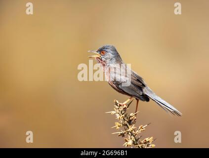 Gros plan sur un appelant Dartford Warbler, Royaume-Uni. Banque D'Images