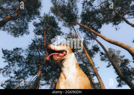 Photo de héros d'un chien heureux dans la forêt parmi les pins. Photo à angle bas d'un terrier du staffordshire lors d'une randonnée dans les bois Banque D'Images