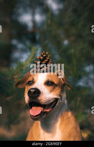 Chien souriant drôle dans la forêt avec un cône de pin sur sa tête. Trekking animaux, activités de plein air pour chiens, photo conceptuelle Banque D'Images