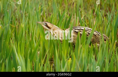 Gros plan d'un grand bittern eurasien (Botaurus stellaris) dans les roseaux, Royaume-Uni. Banque D'Images