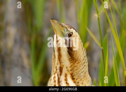 Close up d'un butor étoilé eurasien (Botaurus stellaris), Royaume-Uni. Banque D'Images