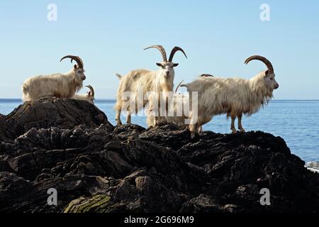 Feral Carradale chèvres (Capra Aegargus) sur le promontoire à côté de Carradale Bay, avec Arran au-delà, Kintyre, Argyll, Écosse, Royaume-Uni, Europe. Banque D'Images