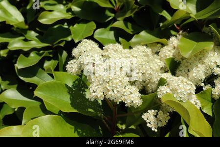 une petite abeille sur les petits amas de fleurs blanches en journée ensoleillée Banque D'Images