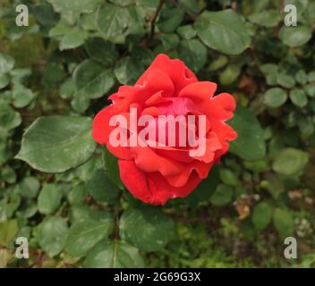 une seule rose rouge fleurira dans le jardin au printemps Banque D'Images