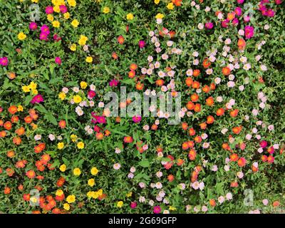 des groupes de grandiflora de portulaca fleurissent dans le jardin le matin de l'été Banque D'Images