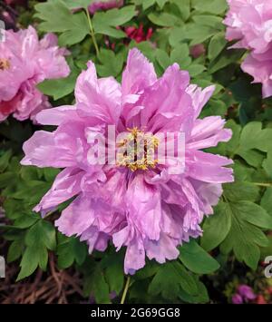 une fleur de pivoine rose isolée avec des étamines jaunes dans le jardin au printemps Banque D'Images