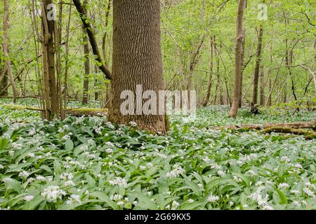 Les plantes sauvages à l'ail de l'ours fleurissent dans la forêt du printemps Banque D'Images