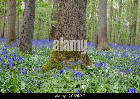 Printemps dans la forêt bleue Banque D'Images