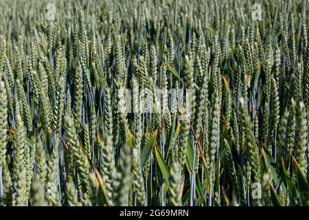 Fond naturel gros plan du champ de plantes de blé commun, Triticum aestivum Banque D'Images