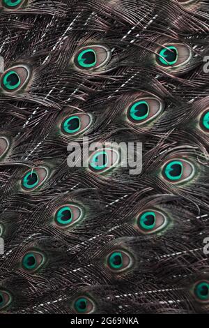 Peacock indien en gros plan en plein écran, œilleton lumineux sur une plume de train de Peafhibou indien en pleine nature. Concentrez-vous sur le pot à l'œil. Banque D'Images