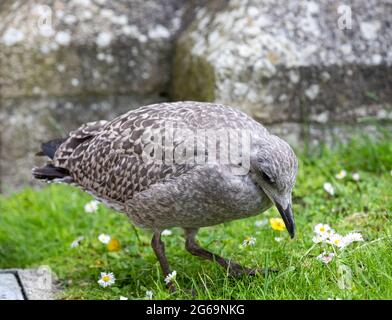 Truro, Royaume-Uni, 4 juillet 2021, UN jeune mouette se trouve sur l'herbe derrière la cathédrale de Truro dans le centre-ville.Credit: Keith Larby/Alay Live News Banque D'Images