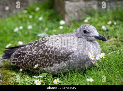 Truro, Royaume-Uni, 4 juillet 2021, UN jeune mouette se trouve sur l'herbe derrière la cathédrale de Truro dans le centre-ville.Credit: Keith Larby/Alay Live News Banque D'Images