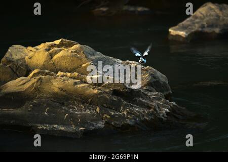 Un oiseau de queue de cheval blanc volant de la roche sur une rivière au coucher du soleil. Migration des oiseaux. Flou de mouvement. Banque D'Images