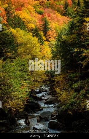 Chemin de rivière dans les arbres Banque D'Images