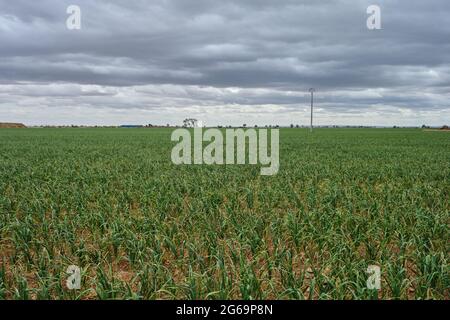 Champ d'oignons verts, agriculture intensive à la Mancha, Espagne Banque D'Images