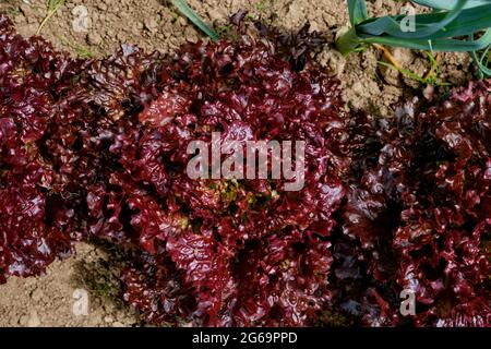 Lactuca sativa var. Crispa, Lollo Rossa, laitue à feuilles darky Banque D'Images