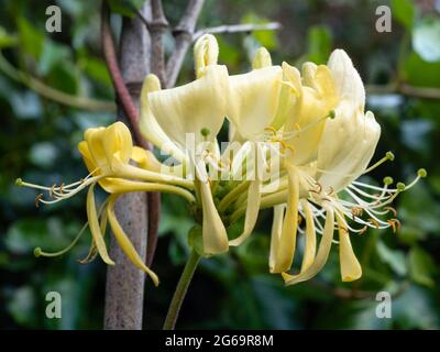 Fleurs crème et jaunes du chèvrefeuille d'escalade très parfumé, Lonicera periclymenum 'centrsation' Banque D'Images