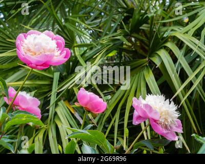 Fleurs roses et blanches du début de l'été de la pivoine herbacée, Paeonia 'Bowl of Beauty', devant les frondes de Chamerops humilis Banque D'Images