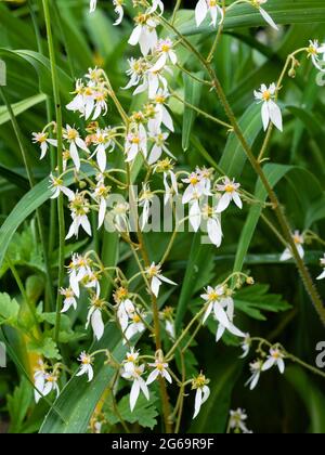 Au début de l'été, des panicules de fleurs blanches de saxifrage mi-dur, Saxifraga stolonifera Banque D'Images