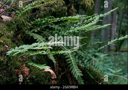 La mousse de chêne enveloppé avec beaucoup de fougères polypode commun,la forêt de Bialowieza, Pologne,Europe Banque D'Images