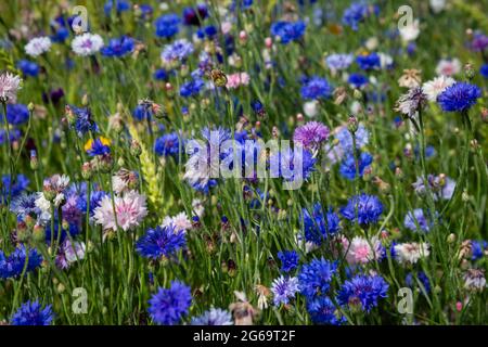 Fleurs bleues fleurs de maïs dans le jardin. Fleur de maïs dans le lit à fleurs. Fleurs sauvages bleues d'été. Fleurs de maïs. Banque D'Images