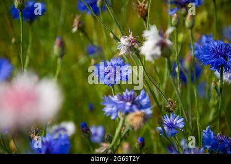 Fleurs bleues fleurs de maïs dans le jardin. Fleur de maïs dans le lit à fleurs. Fleurs sauvages bleues d'été. Fleurs de maïs. Banque D'Images