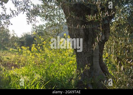 Vieux olivier dans le champ de printemps avec des fleurs jaunes Banque D'Images