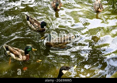 Canards et oies sur l'étang pendant une journée d'été Banque D'Images