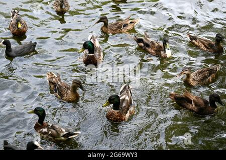 Canards et oies sur l'étang pendant une journée d'été Banque D'Images