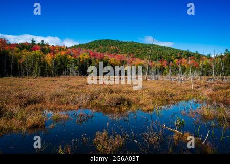 Les couleurs de l'automne sur le marais près de la montagne Treadway Banque D'Images