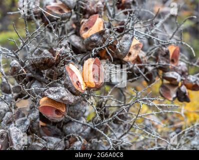 Fruits d'une brousse sèche de Hakea en Nouvelle-Zélande Banque D'Images