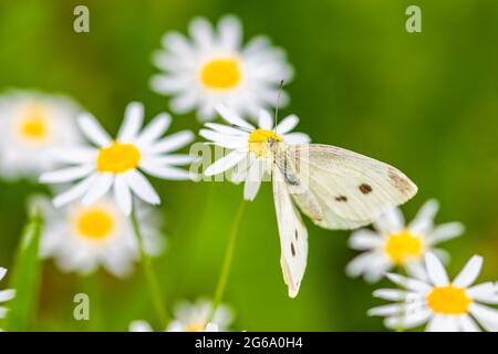 Papillon de chou sur une fleur de pâquerette, Pieris rapae, beau papillon blanc en été Banque D'Images