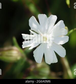 Une belle fleur blanche de campion (Silene latifolia) en pleine floraison estivale Banque D'Images