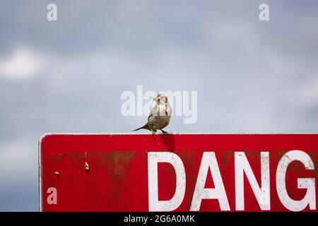 Des banderoles de maïs avec de la nourriture dans son bec garde un oeil sur les environs perchés sur un aérodrome rouge danger Keep out signe Banque D'Images