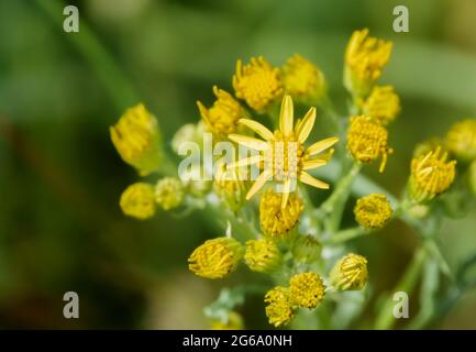 De belles fleurs de ragoût jaune (Senecio jacobaea) poussent sauvages sur les prairies de Salisbury Plain Banque D'Images