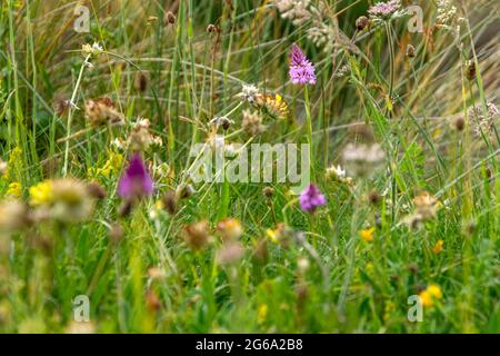 Des fleurs d'orchidées qui poussent parmi les herbes sur une falaise au nord de Cornwall, au Royaume-Uni Banque D'Images