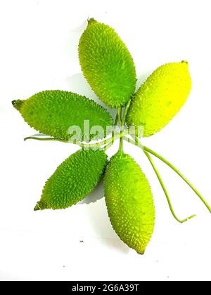 Goure épineuse ou goure de la colonne également connue sous le nom de poire au balsma, carolaho épineux isolé sur fond blanc. Banque D'Images