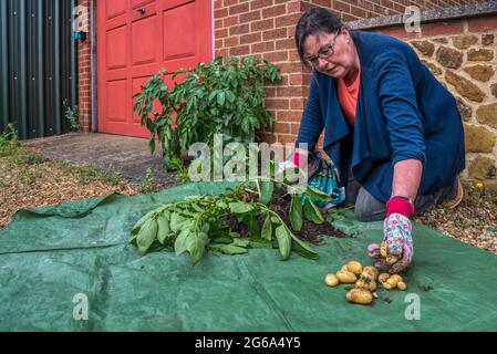 Femme récoltant des pommes de terre de Charlotte à partir d'une plante cultivée dans un récipient - un vieux sac en plastique. Banque D'Images