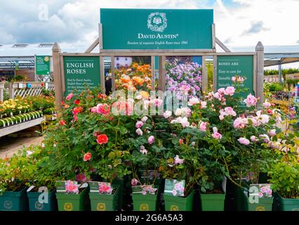 Une exposition de David Austin Roses fourni dans un centre jardin dans Yorkshire du Nord Banque D'Images