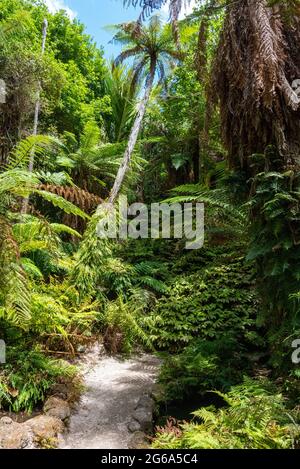 Belles fleurs au domaine Wintergards à Auckland, Nouvelle-Zélande Banque D'Images