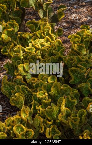 Lapin oreilles cactus dans un cadre ombré Banque D'Images