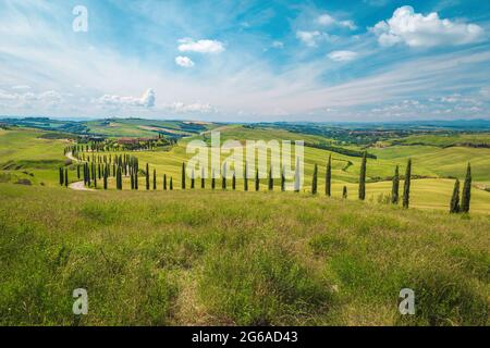 Magnifique paysage rural d'été en Toscane. Champs de grain vert et route sinueuse sur la pente, Toscane, Italie, Europe Banque D'Images