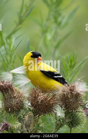 Goldfinch américain avec graine de Thistle dans le Beak (Spinus tristis), perchée sur le Thistle (Cirsium arvense) Banque D'Images