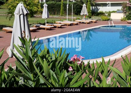 Vue à travers les fleurs des lauriers-roses sur la piscine et les chaises longues avec parasols. Vacances en été Banque D'Images