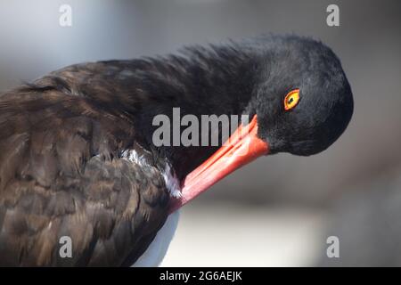 Gros plan sur le portrait de la Mouette Lava (Larus fuliginosus) en plumes de nettoyage avec le bec des îles Galapagos, Équateur. Banque D'Images